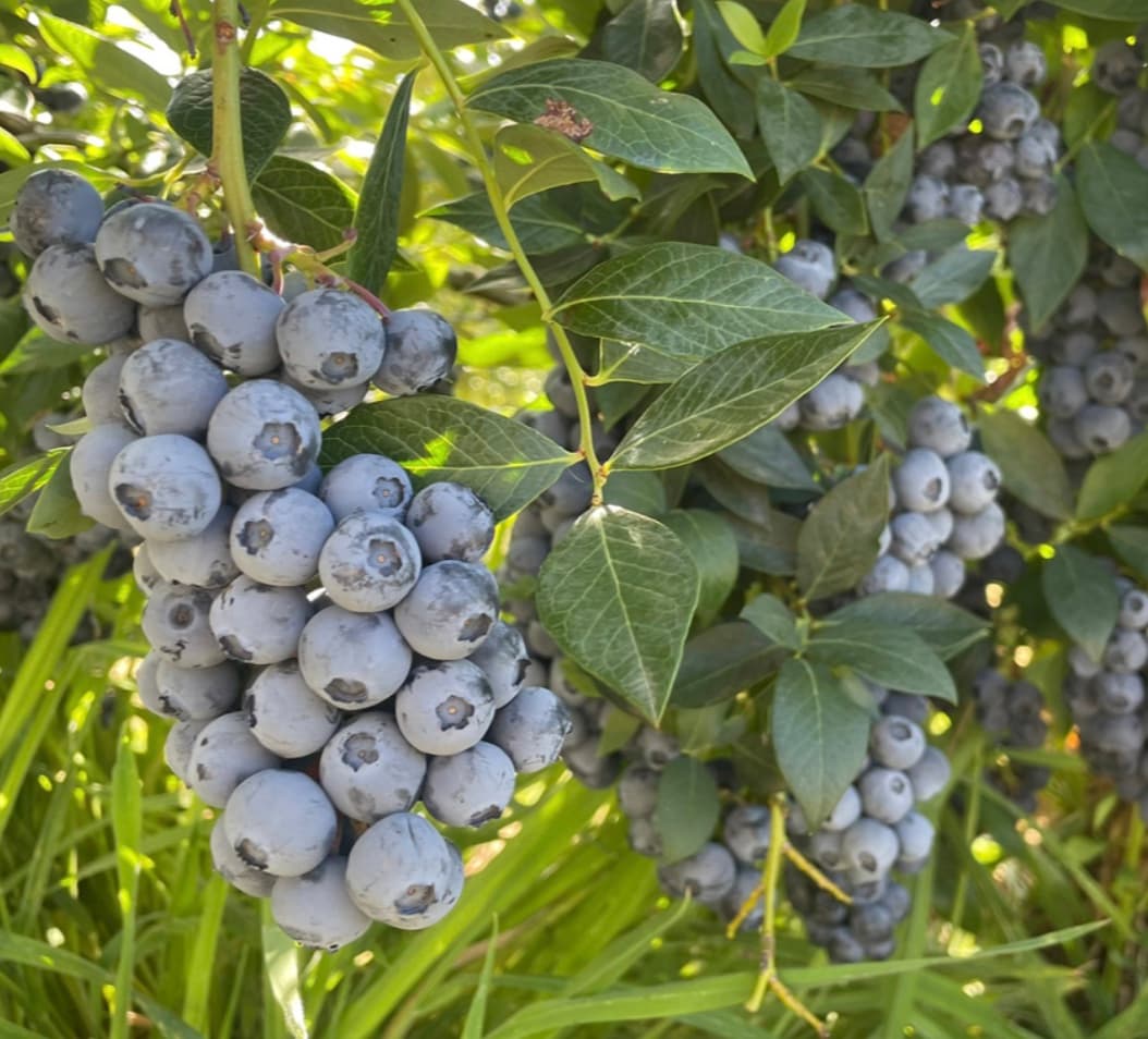 Organic Tasmanian Blueberries (2kg)